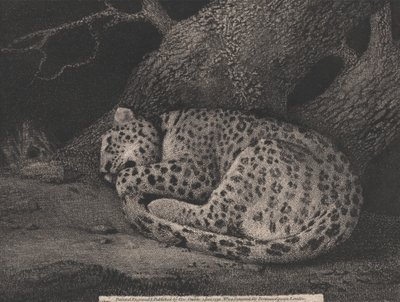 Un leopardo che dorme da George Stubbs
