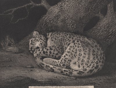 Un leopardo addormentato, inciso dall