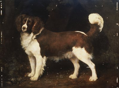 Un cocker spaniel in un paesaggio, 1784 da George Stubbs