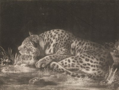Una Tigre (Leopardo Addormentato) da George Stubbs