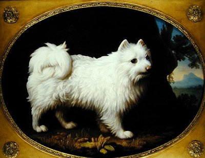 Un Spitz Bianco, c.1770 da George Stubbs