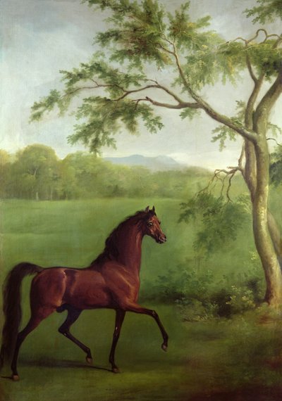 Uno stallone arabo sotto un albero, c.1761-63 da George Stubbs
