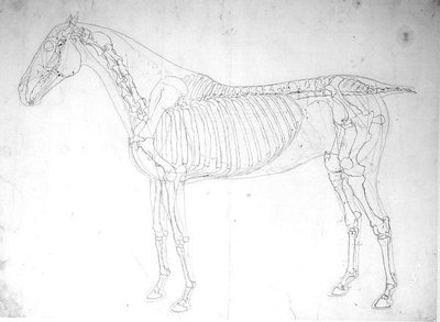 Studio anatomico di un cavallo da George Stubbs