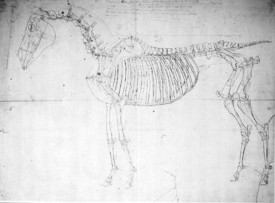 Studio anatomico di un cavallo da George Stubbs