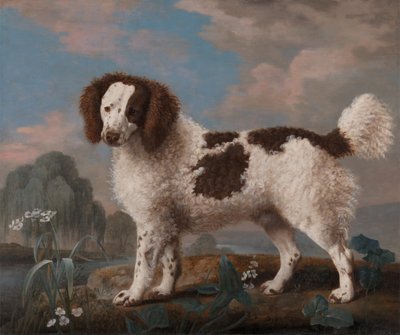 Spaniel Norfolk o Spaniel d