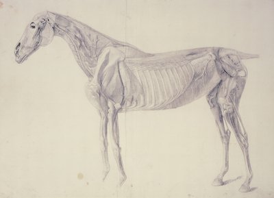 Diagramma da The Anatomy of the Horse da George Stubbs
