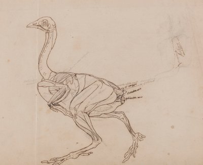 Corpo di Gallina Dorking, Vista Laterale (Disegno di contorno dei muscoli) da George Stubbs