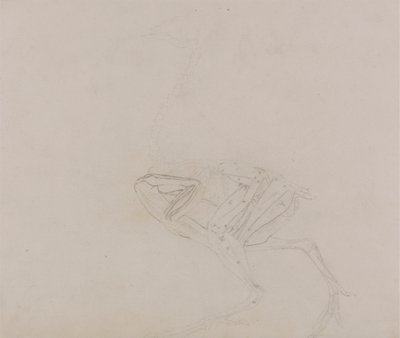 Gallina di Dorking, vista laterale (Studio dei muscoli del corpo e degli arti in una fase successiva della dissezione) da George Stubbs