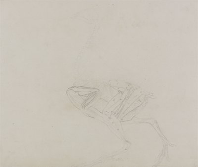 Corpo di Gallina Dorking, Vista Laterale, da Una Esposizione Anatomica Comparativa della Struttura del Corpo Umano con quella di una Tigre e di un Pollo Comune, 1795-1806 da George Stubbs