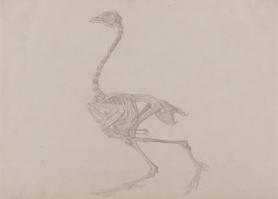 Scheletro di gallina Dorking, vista laterale da George Stubbs