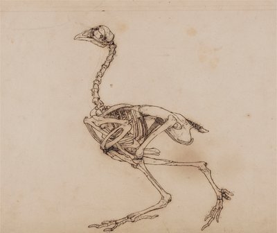 Scheletro di gallina di Dorking, vista laterale da George Stubbs