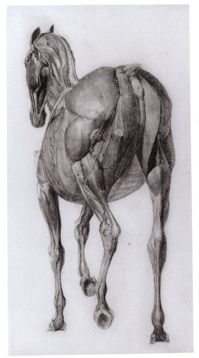 Vista Dorsale della Struttura Muscolare di un Cavallo Progressivamente Dissecato, studio n. 7 da L