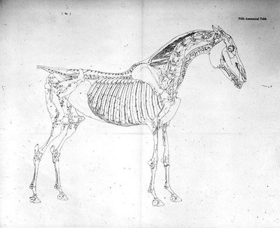 Quinta tavola anatomica, da 