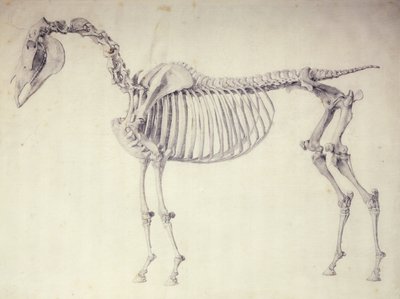 Quinta Tavola Anatomica, da 