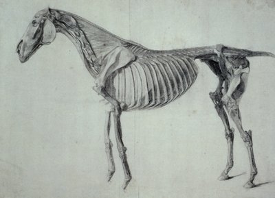 Studio finito per la quinta tavola anatomica di un cavallo (grafite su carta) da George Stubbs