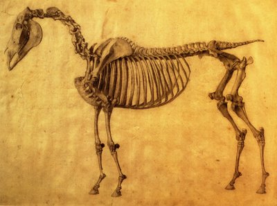 Studio finito per la prima tavola scheletrica di un cavallo, c. 1766 da George Stubbs