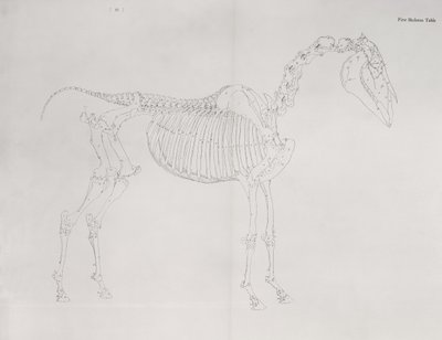 Primo tavolo scheletrico, da 