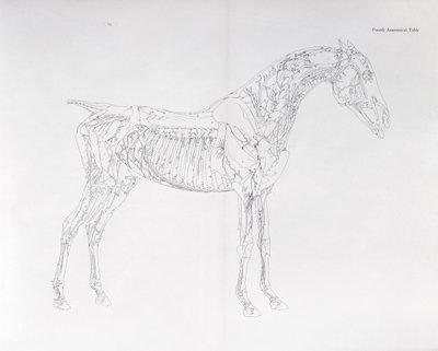 Quarta tavola anatomica, da 
