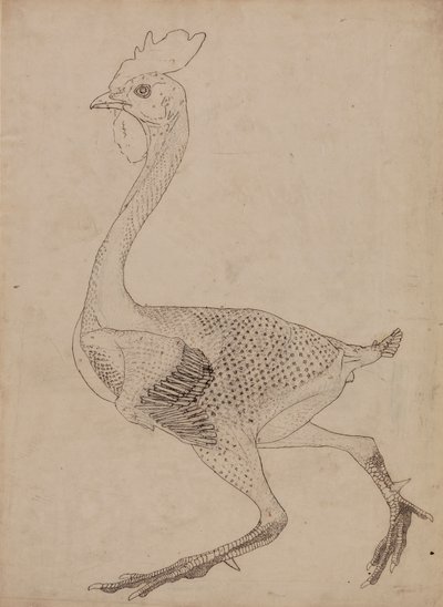 Corpo di volatile, vista laterale da George Stubbs