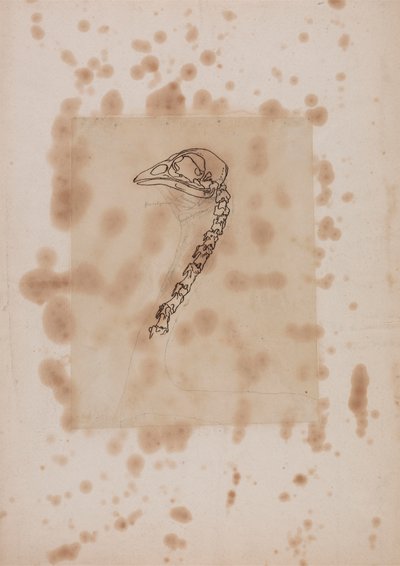 Testa e collo di volatile, vista laterale da George Stubbs