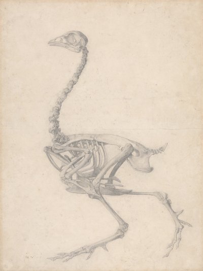 Scheletro di uccello, vista laterale (Studio finito per Tavola V) da George Stubbs