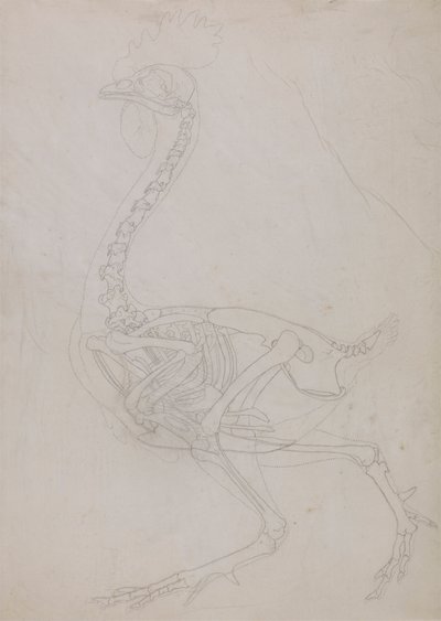 Scheletro di volatile, vista laterale (disegno a contorno) da George Stubbs