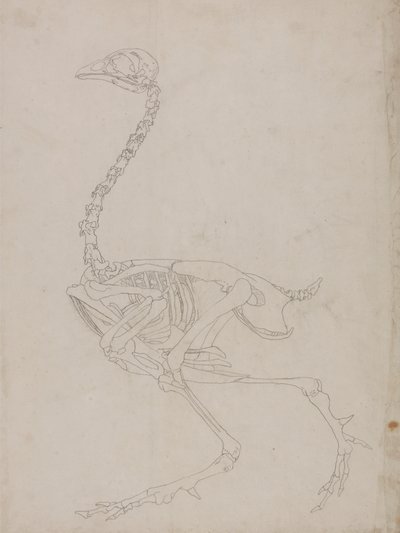 Scheletro di uccello, vista laterale (disegno di contorno dello scheletro) da George Stubbs
