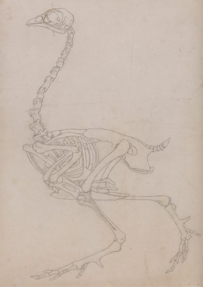 Scheletro di uccello, vista laterale da George Stubbs