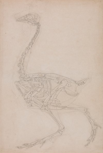 Scheletro di uccello, vista laterale da George Stubbs