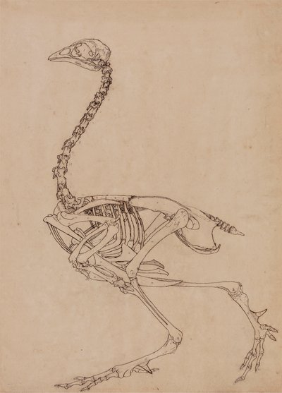 Scheletro di Uccello, Vista Laterale (Studio per la Figura Chiave della Tavola V) da George Stubbs