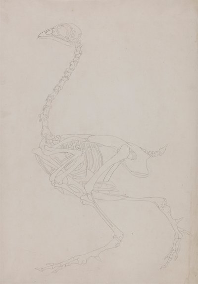 Scheletro di volatile, vista laterale da George Stubbs