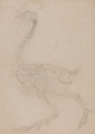 Scheletro di volatile, vista laterale da George Stubbs