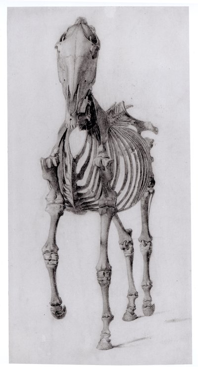 Vista Frontale dello Scheletro di un Cavallo, studio n. 10 da L