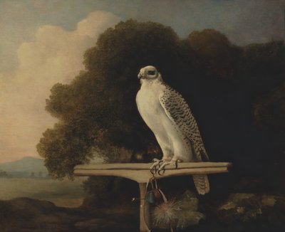 Falco della Groenlandia, Falco gyr da George Stubbs