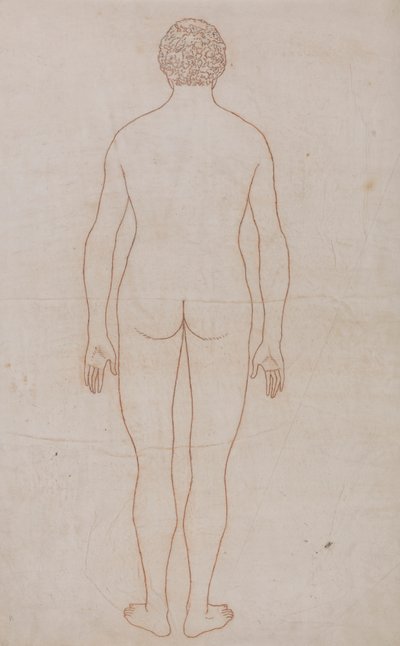 Corpo umano, vista posteriore (Disegno di contorno per la Tavola VII) da George Stubbs