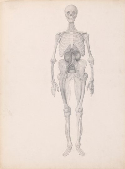 Figura umana, vista anteriore da George Stubbs
