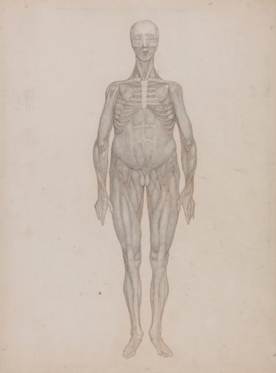 Figura Umana, Vista Anteriore (Intesa per una Tavola Mai Pubblicata) da George Stubbs