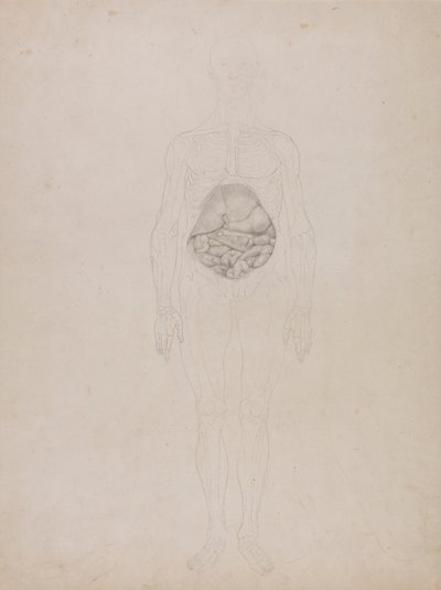 Figura Umana, Vista Anteriore (Disegno a Contorno) da George Stubbs