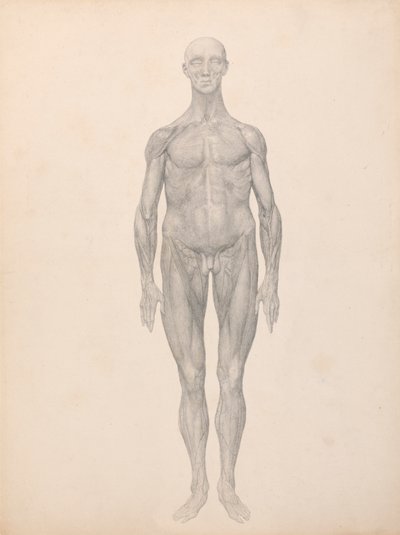 Figura umana, vista anteriore, strati fasciali della pelle e sottostanti rimossi (studio finito per la tavola XI) da George Stubbs
