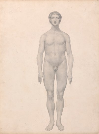 Figura umana, vista anteriore, non dissezionata da George Stubbs
