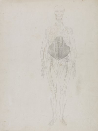 Figura umana, vista anteriore, da 