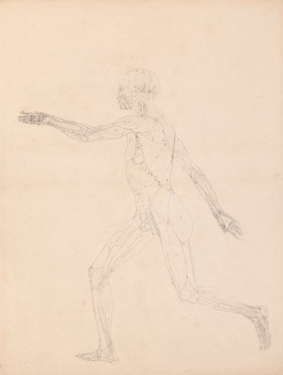 Figura umana, vista laterale (Per la figura chiave della Tavola XIII) da George Stubbs
