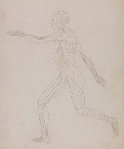 Figura umana, vista laterale (Relativo alla Tavola XIII, studio dettagliato dei vasi sanguigni che alimentano i muscoli) da George Stubbs
