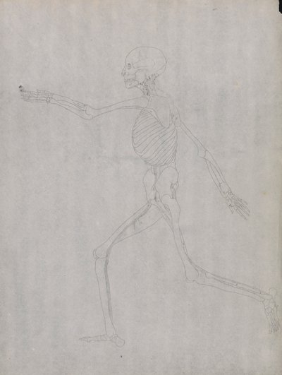 Figura Umana, Vista Laterale da George Stubbs