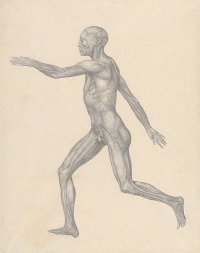Figura umana, vista laterale, dopo la rimozione della pelle e degli strati fasciali sottostanti (Studio finito per la Tavola XIII) da George Stubbs