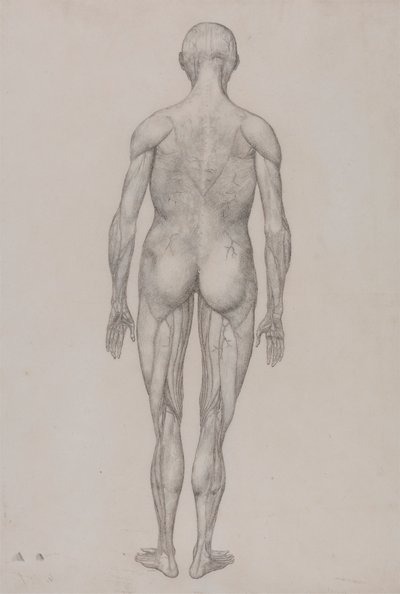 Figura Umana, Vista Posteriore (Quasi Identica al Disegno Finito per la Tavola XII) da George Stubbs