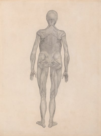 Figura umana, vista posteriore (studio finito per una tavola non pubblicata) da George Stubbs