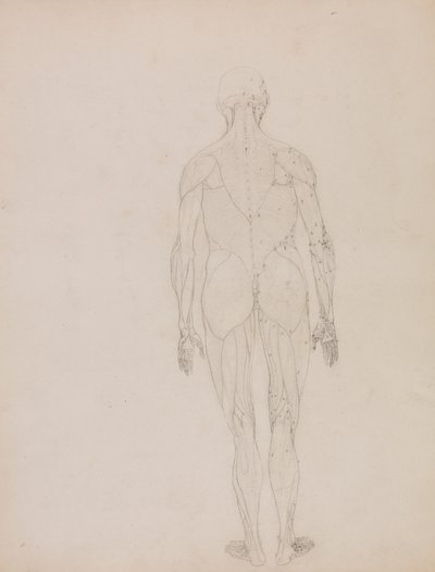 Figura umana, vista posteriore da George Stubbs