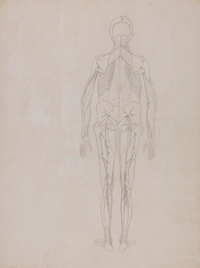 Figura umana, vista posteriore (disegno di contorno per la figura chiave di una tavola non pubblicata) da George Stubbs