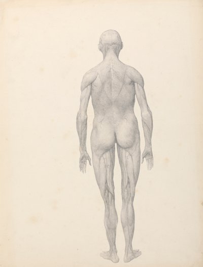 Figura umana, vista posteriore, parzialmente dissezionata (studio finito per la tavola XII) da George Stubbs